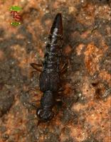 Stenus clavicornis
