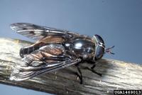 Agkistrocerus megerlei