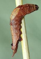 Cilix glaucata - Chinese Character