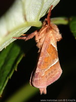 Triodia sylvina - Orange Swift