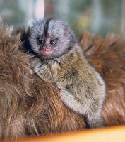 Common marmoset (Callithrix jacchus)