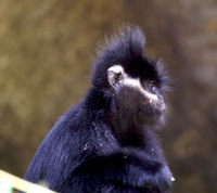 Francois' langur (Trachypithecus francoisi)