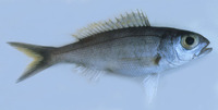 Pristipomoides flavipinnis, Golden eye jobfish: fisheries