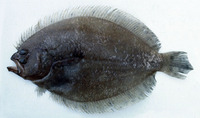 Pseudorhombus malayanus, Malayan flounder: fisheries