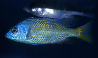 Protomelas pleurotaenia, : aquarium