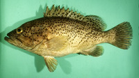 Epinephelus magniscuttis, Speckled grouper: fisheries