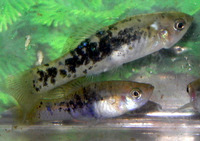 Xiphophorus evelynae, Puebla platyfish: aquarium