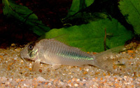 Corydoras amapaensis, Amapa corydoras: aquarium
