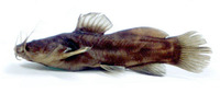 Anaspidoglanis akiri, :
