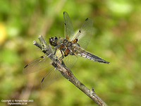 Libellula quadrimaculata - Four-spotted Chaser