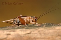 Acheta domestica - House Cricket