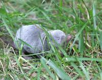 Image of: Blarina brevicauda (northern short-tailed shrew)