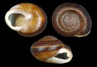 Hemicycla glasiana