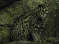 Image of: Prionailurus viverrinus (fishing cat)