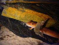 Gyrinophilus porphyriticus - Blue Ridge Spring Salamander