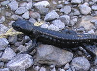 Salamandra atra - Alpine Salamander