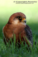 Falco vespertinus - Red-footed Kestrel