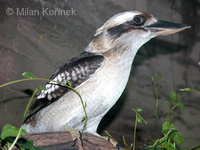 Dacelo novaeguineae - Laughing Kookaburra