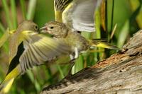 Carduelis chloris - European Greenfinch