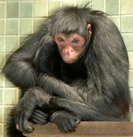 Ateles paniscus - Black Spider Monkey