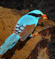 Image of: Cissa chinensis (common green magpie)