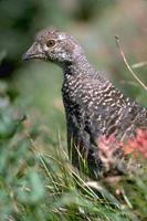 Image of: Dendragapus obscurus (blue grouse)