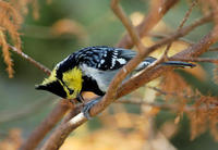 Image of: Sylviparus modestus (yellow-browed tit)