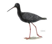 Image of: Tringa erythropus (spotted redshank)