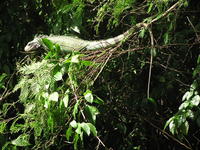 Image of: Iguana iguana (common green iguana)