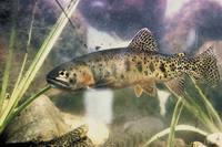 Oncorhynchus clarkii virginalis