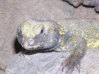 Uromastyx aegyptia