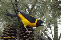 Collared Grosbeak - Mycerobas affinis