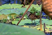 White-browed Crake - Porzana cinerea