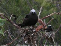 Black Noddy - Anous minutus