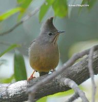 Stripe-throated Yuhina - Yuhina gularis