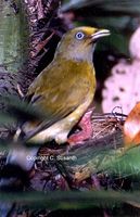 Grey-headed Bulbul - Pycnonotus priocephalus