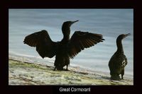 Great Cormorant