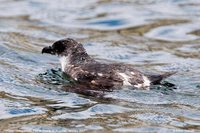 Peruvian Diving-Petrel - Pelecanoides garnotii