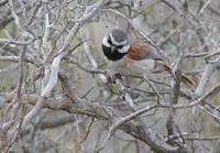 Red-shouldered Vanga (Calicalius rufocarpalis) photo