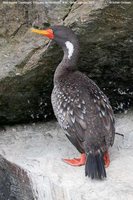 Red-legged Cormorant - Phalacrocorax gaimardi