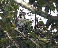Blyth's Hawk-Eagle - Spizaetus alboniger