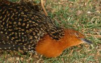 Buff-spotted Flufftail - Sarothrura elegans