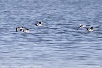 Banded Stilt - Cladorhynchus leucocephalus