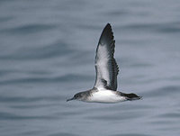 Black-vented Shearwater (Puffinus opisthomelas) photo