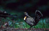 Blue Grouse (Dendragapus obscurus) photo