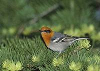 Olive Warbler (Peucedramus taeniatus) photo