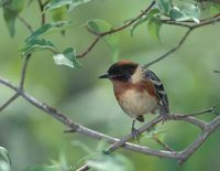 Bay-breasted Warbler (Dendroica castanea) photo