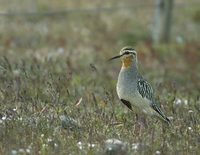 Tawny-throated Dotterel (Oreopholus ruficollis) photo