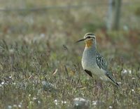 Tawny-throated Dotterel (Oreopholus ruficollis) photo