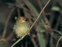 Red-capped Manakin (Pipra mentalis) photo